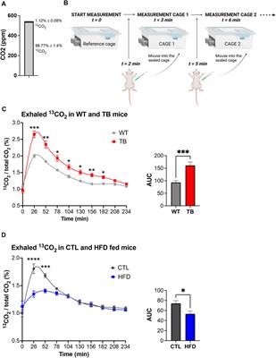 Exogenous detection of 13C-glucose metabolism in tumor and diet-induced obesity models